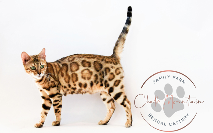 beautiful bengal kitten texas